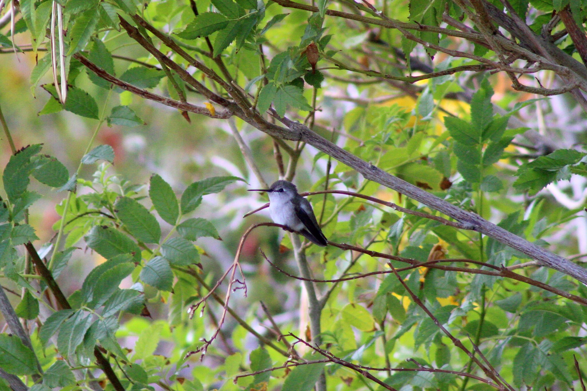 Costa's Hummingbird