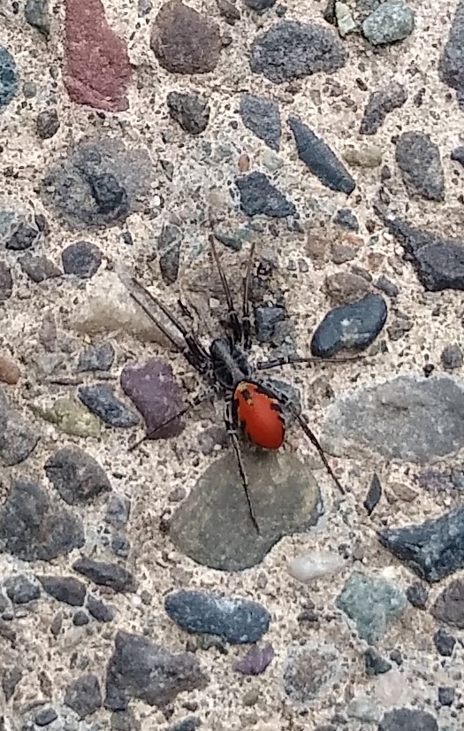 Ant-mimic Sac Spider