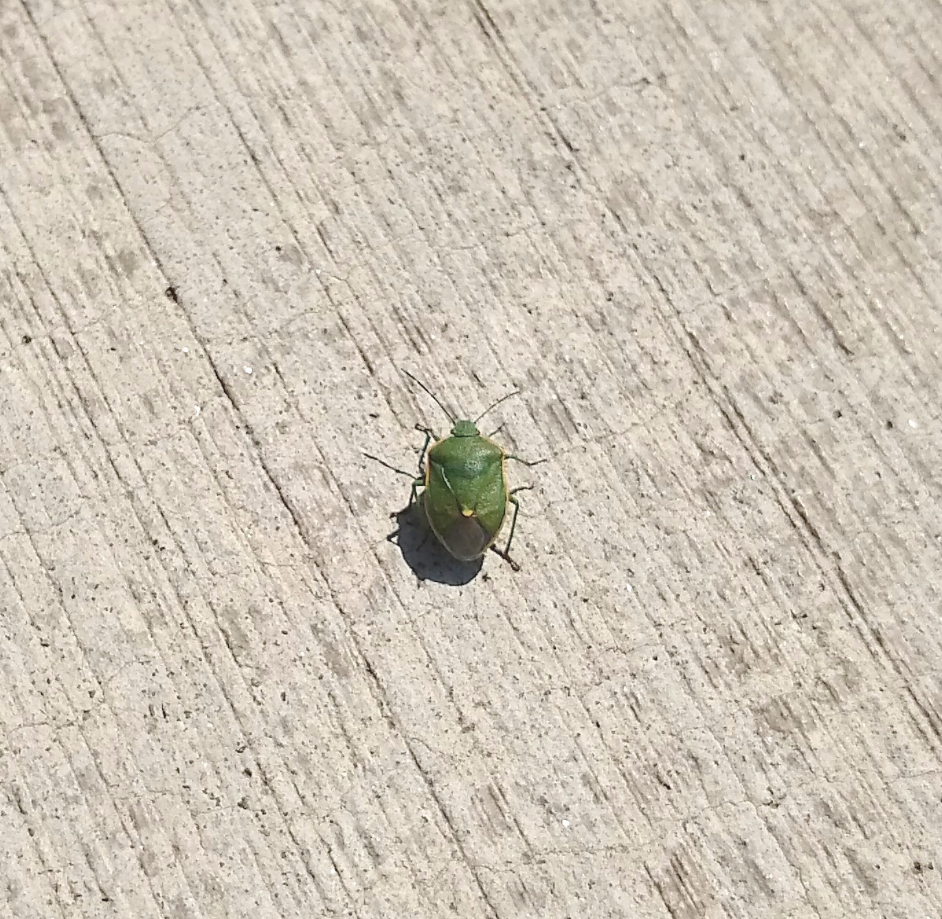 unidentified insect