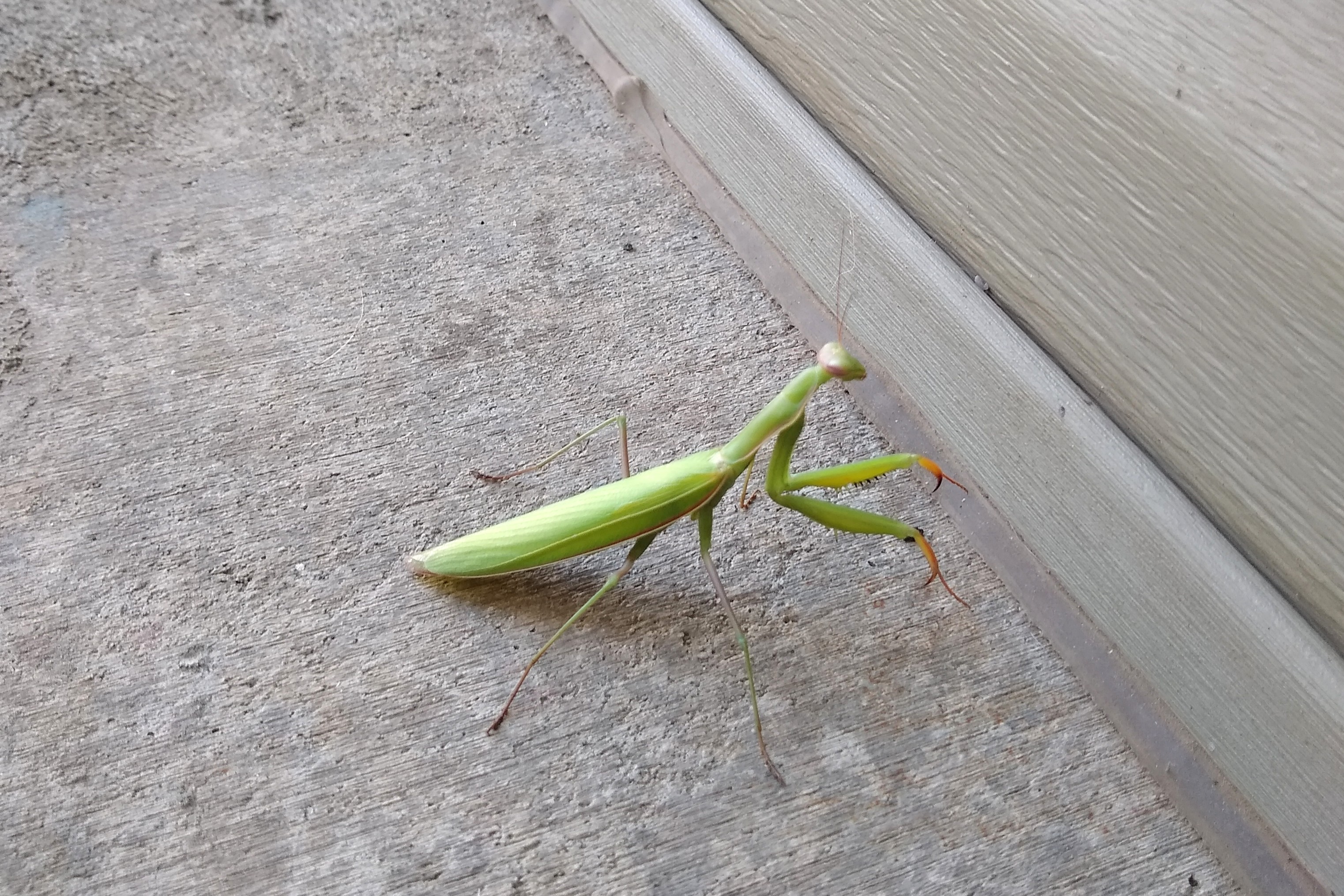 European Mantis