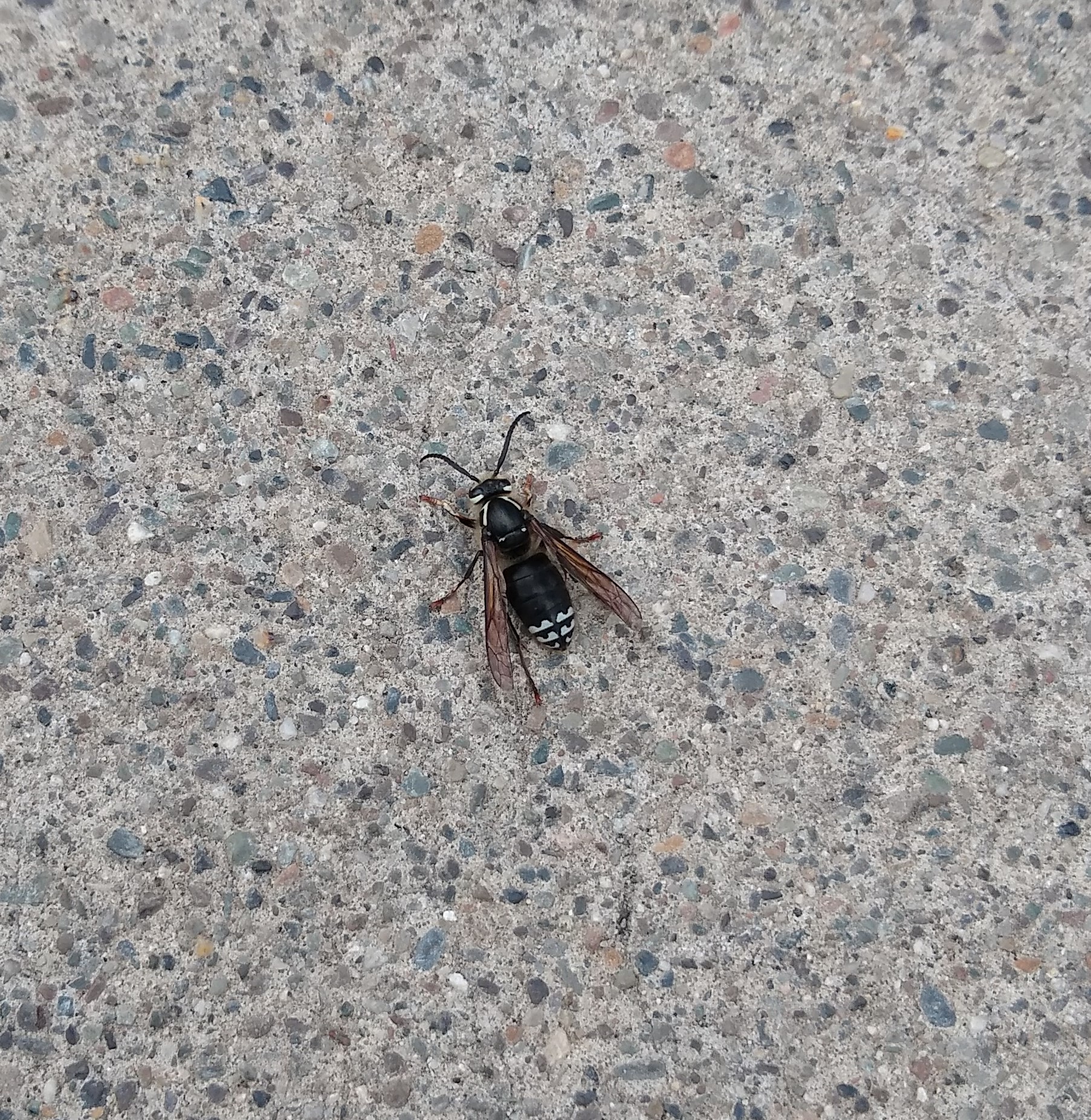 Bald-faced Hornet