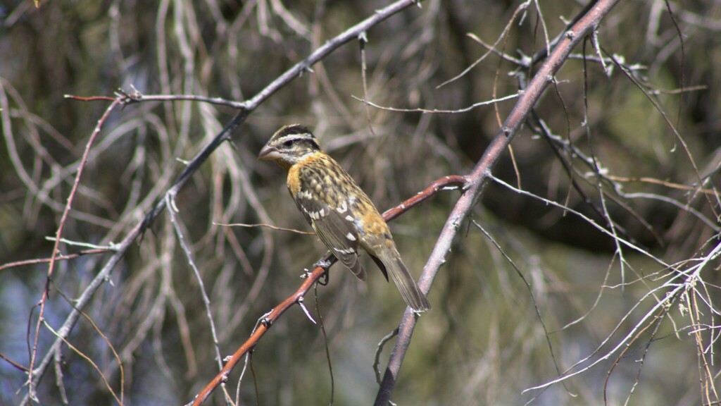 Black-headed Grosbeak