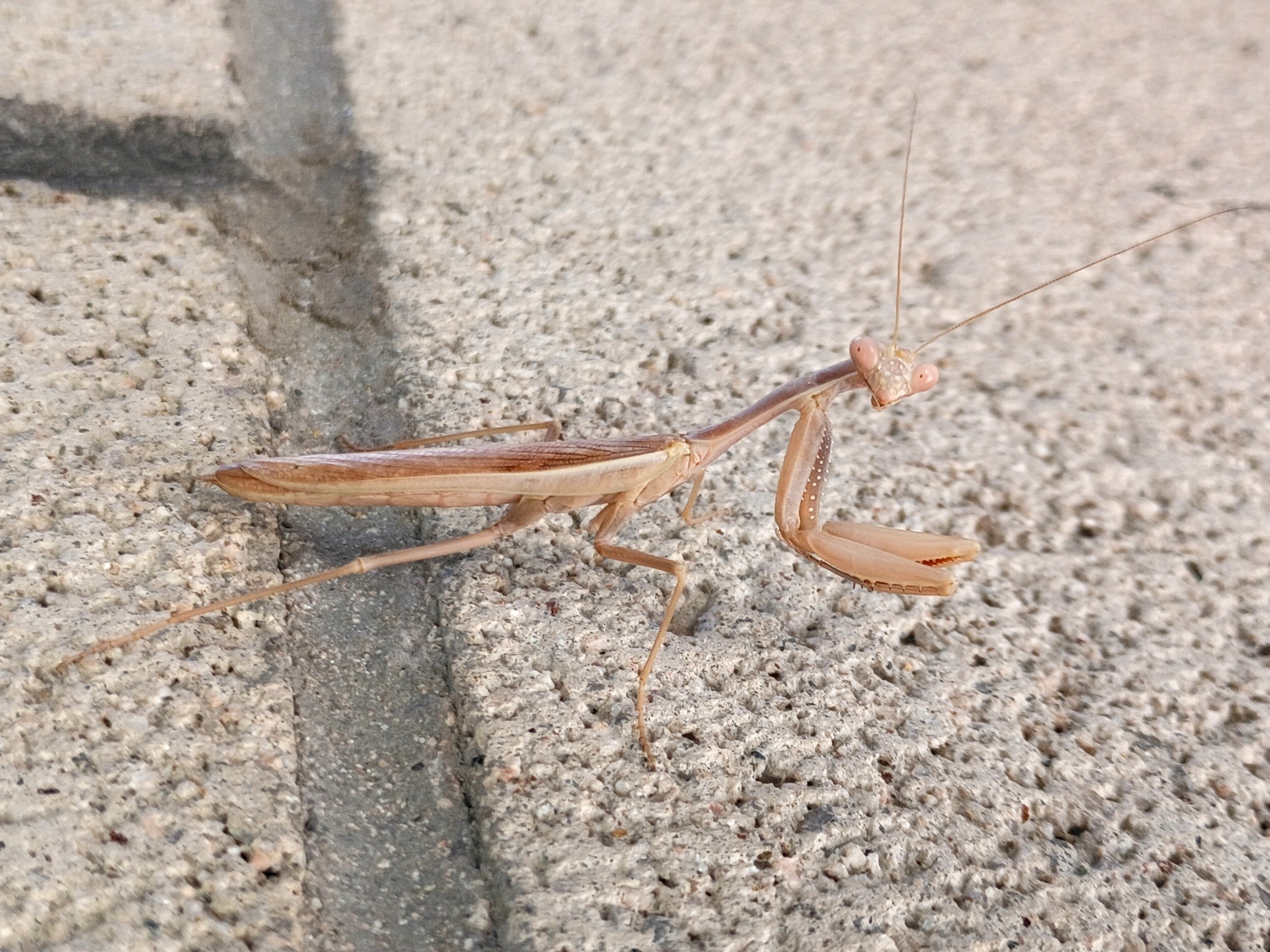 Mediterranean Mantis