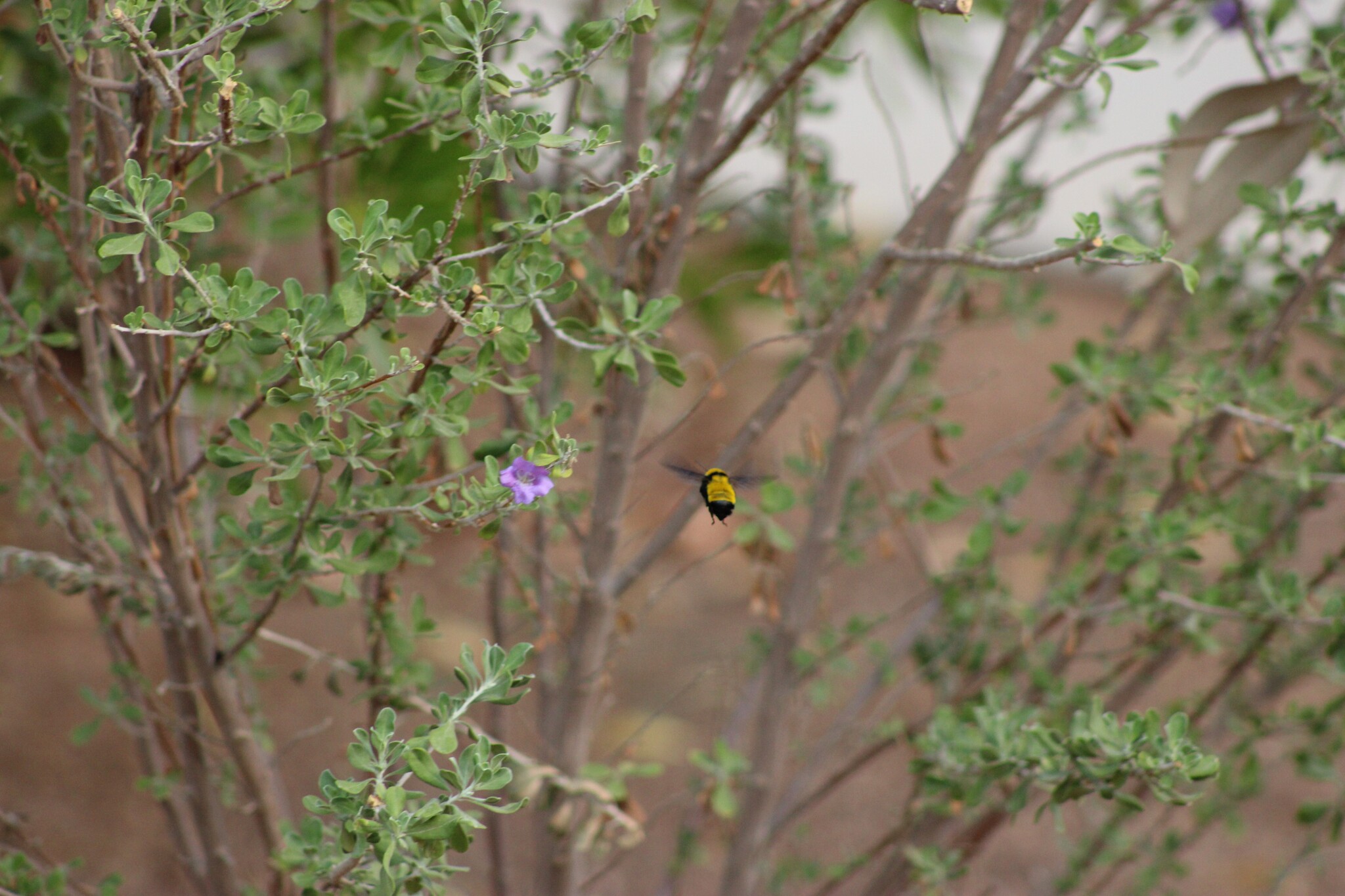 Sonoran Bumble Bee