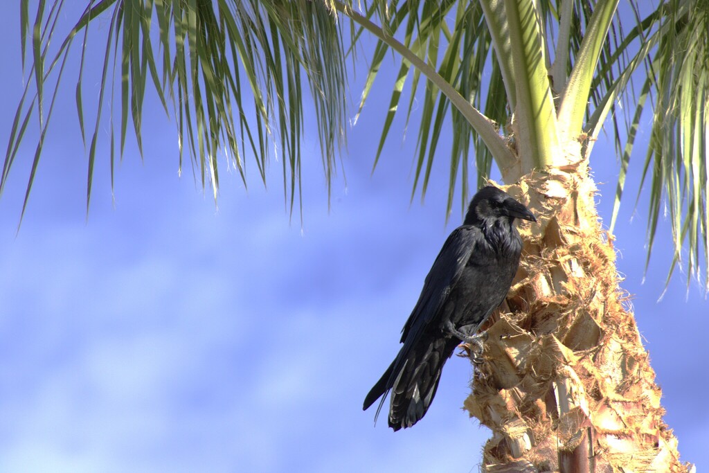 Common Raven