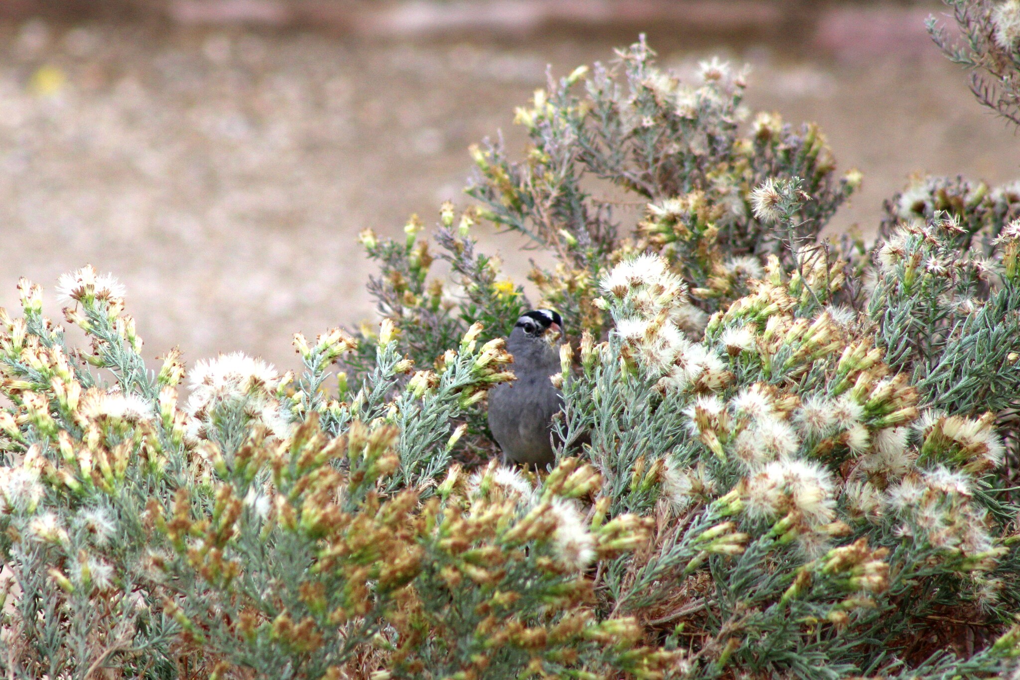 White-crowned Sparrow