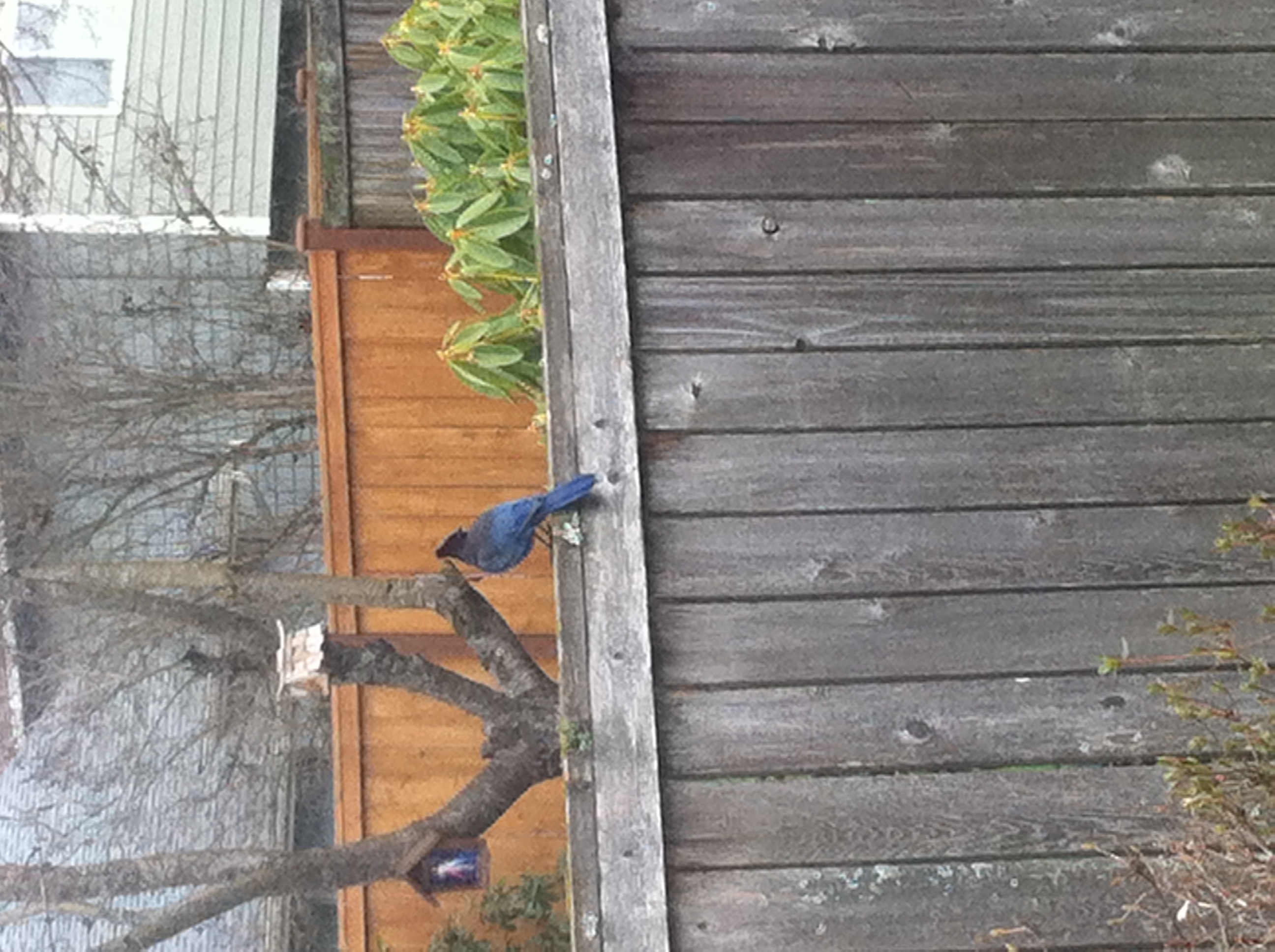 Stellar's Jay