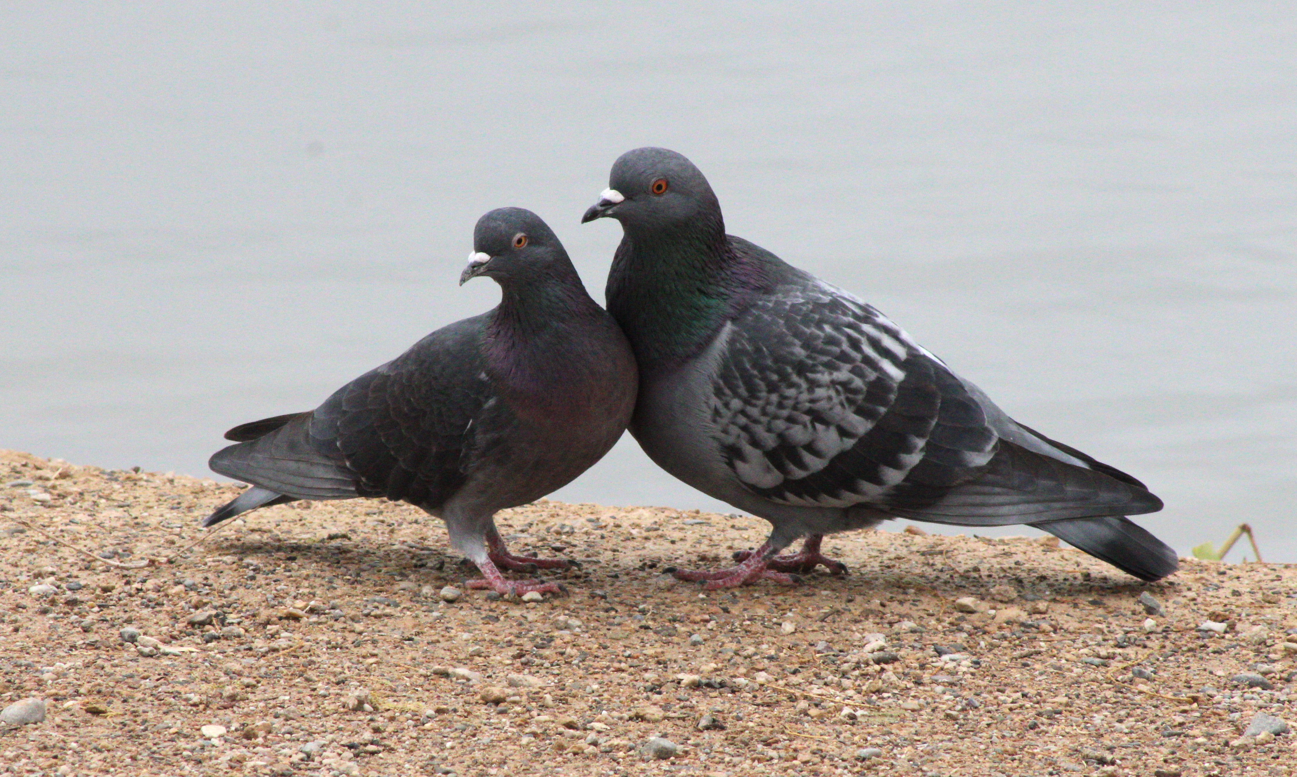 Rock Pigeon (Las Vegas, NV)