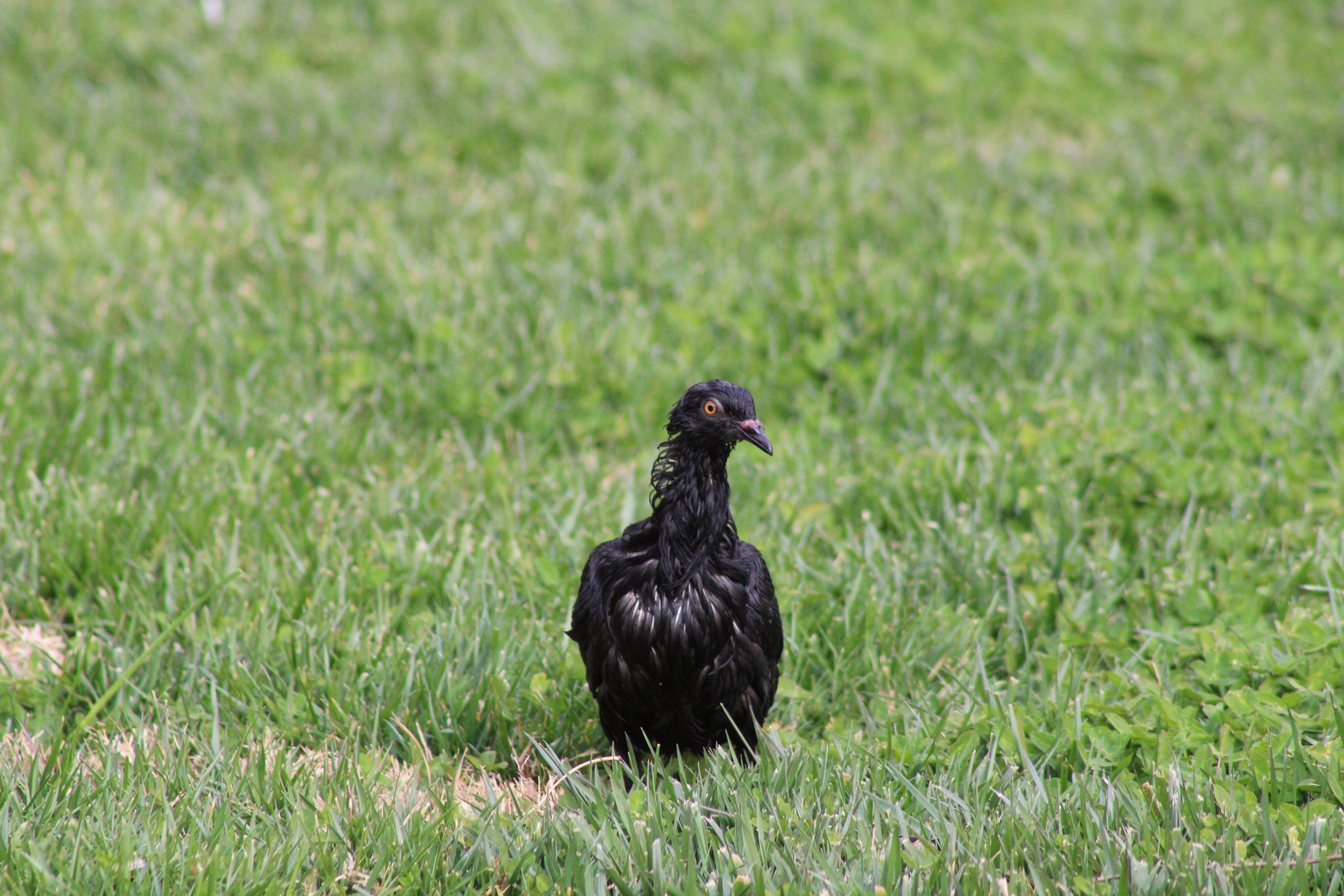Rock Pigeon (Las Vegas, NV)
