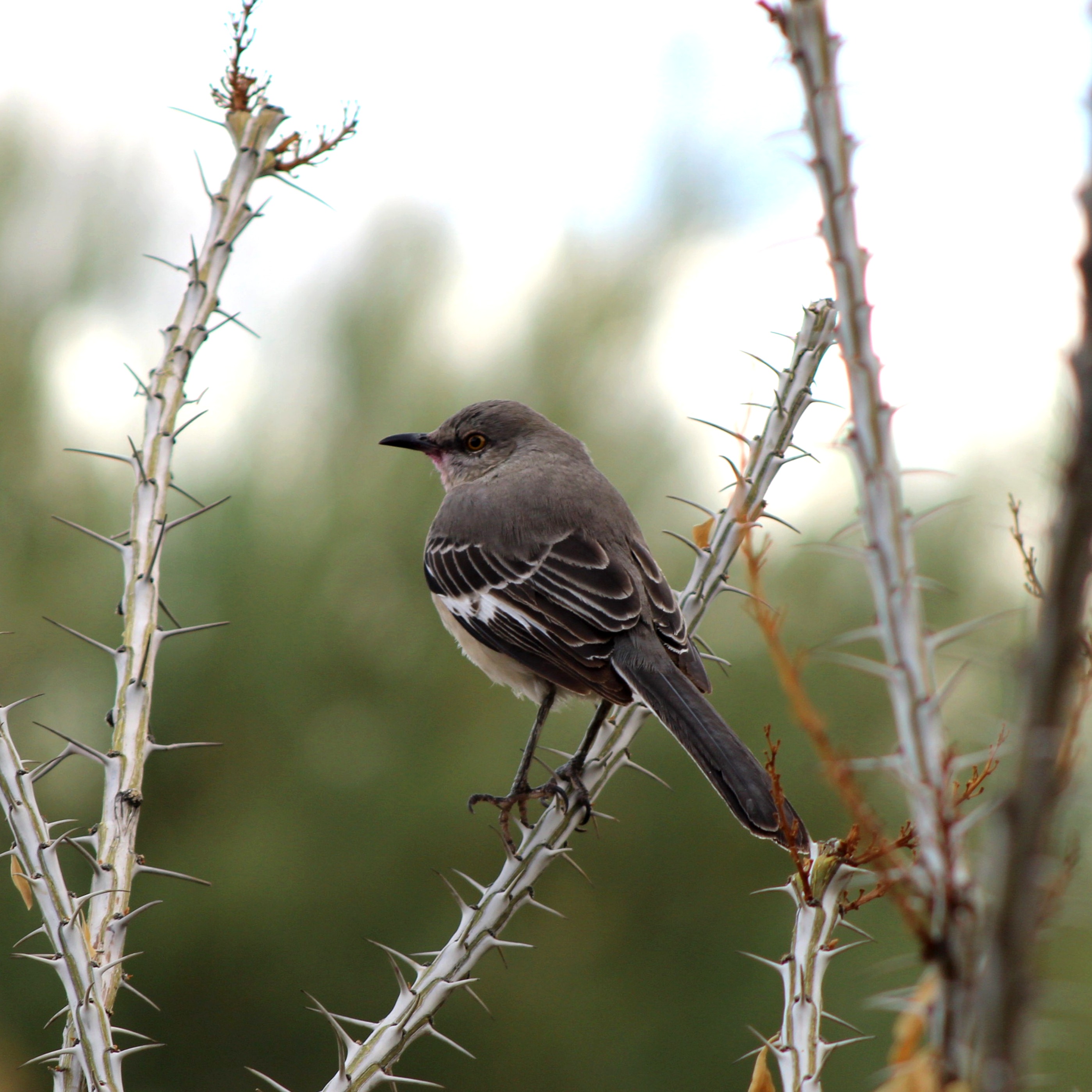 Northern Mockingbird (Las Vegas, NV)