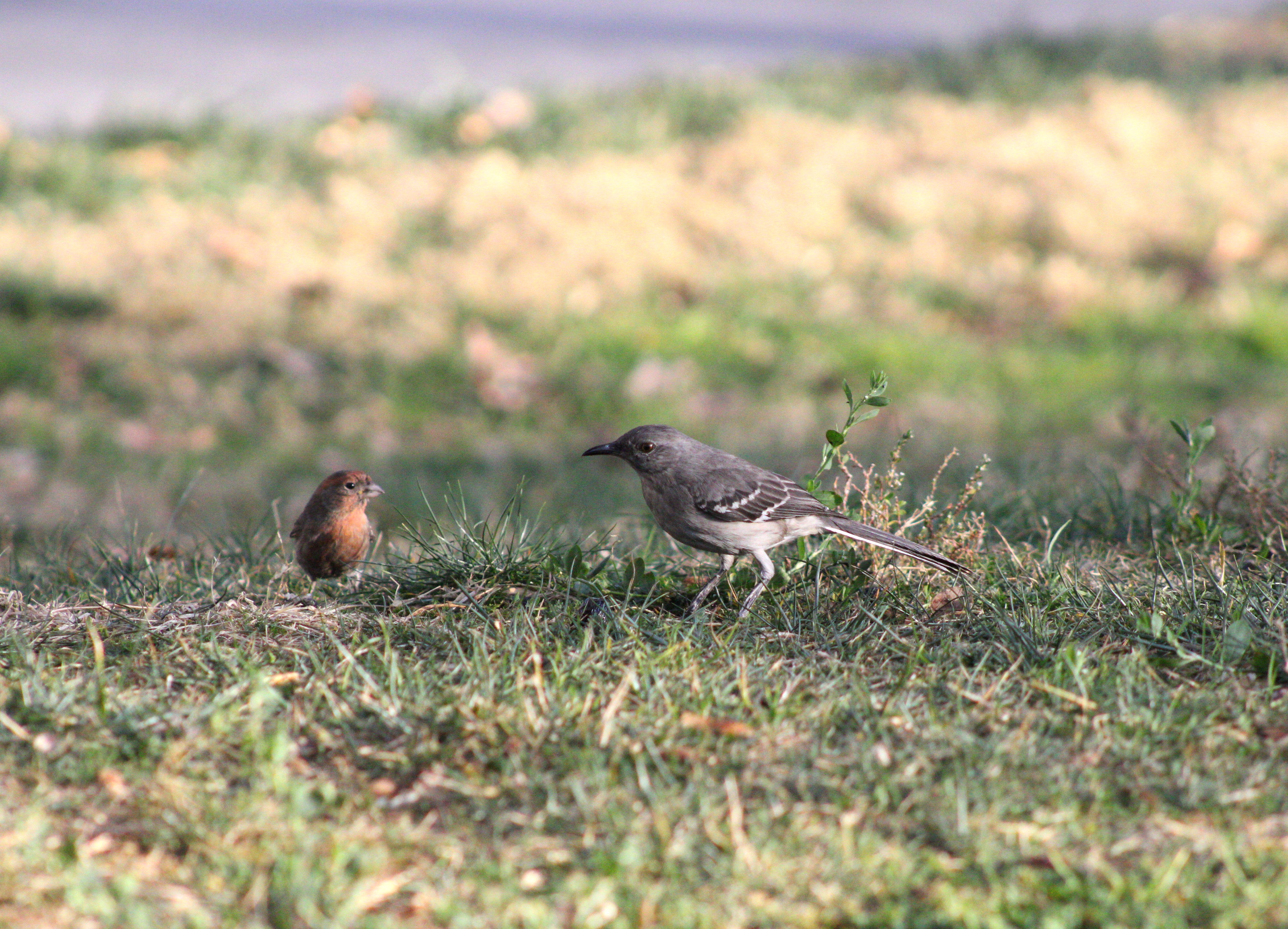 House Finch (left), Northern Mockingbird (right) (Las Vegas, NV)