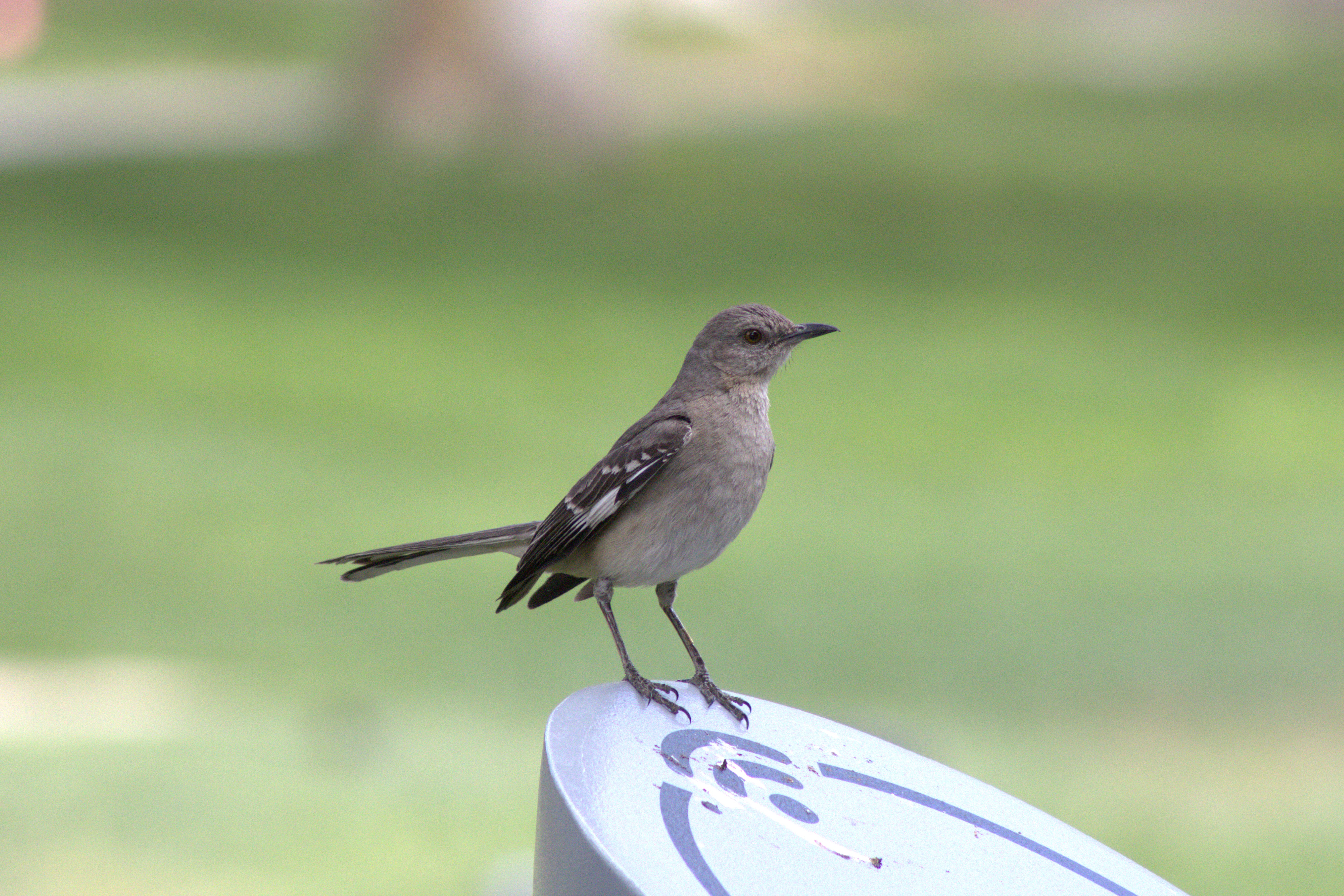 Northern Mockingbird (Las Vegas, NV)