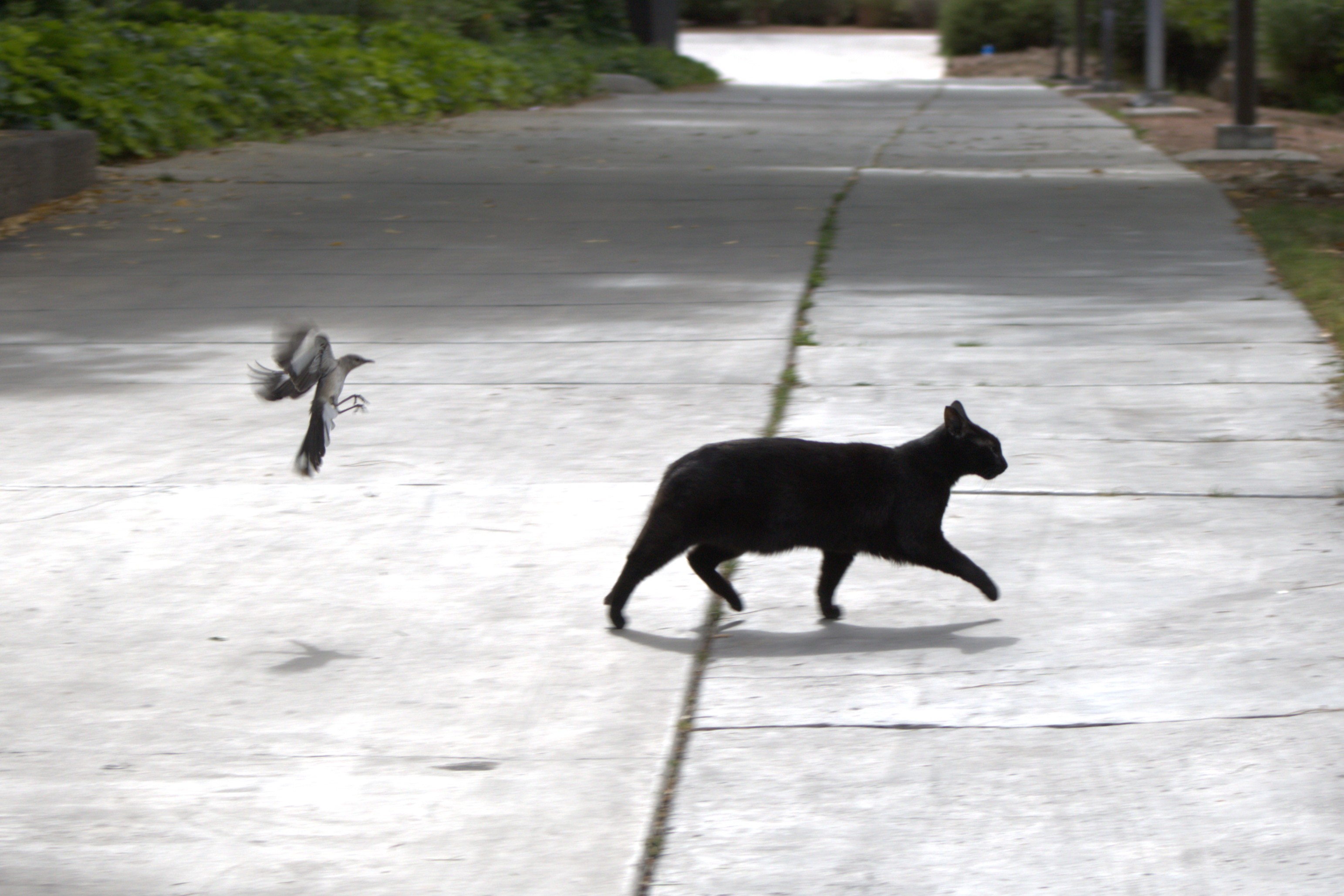 Northern Mockingbird chasing a cat away (Las Vegas, NV)