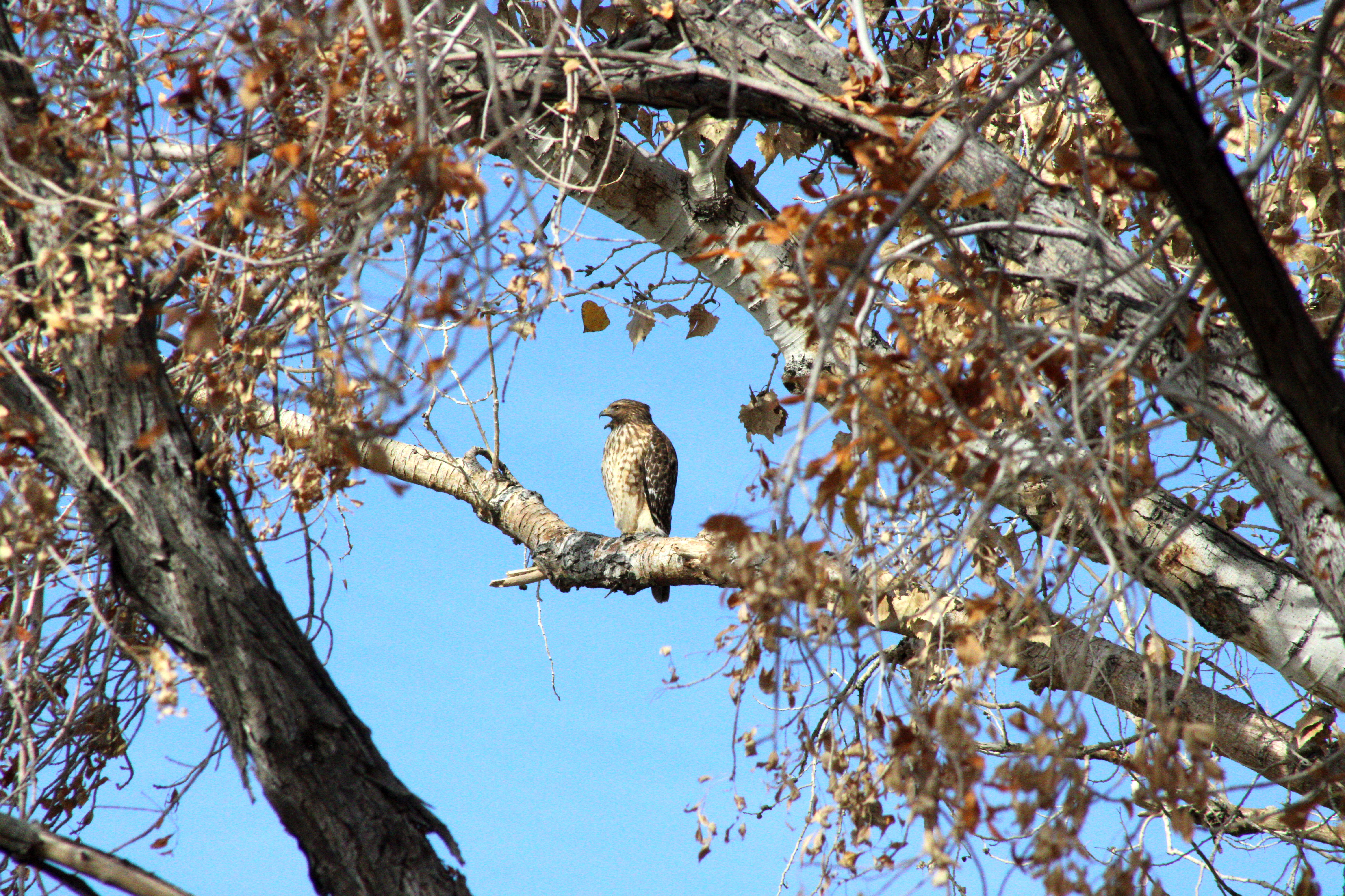 Red-shouldered Hawk (Las Vegas, NV)