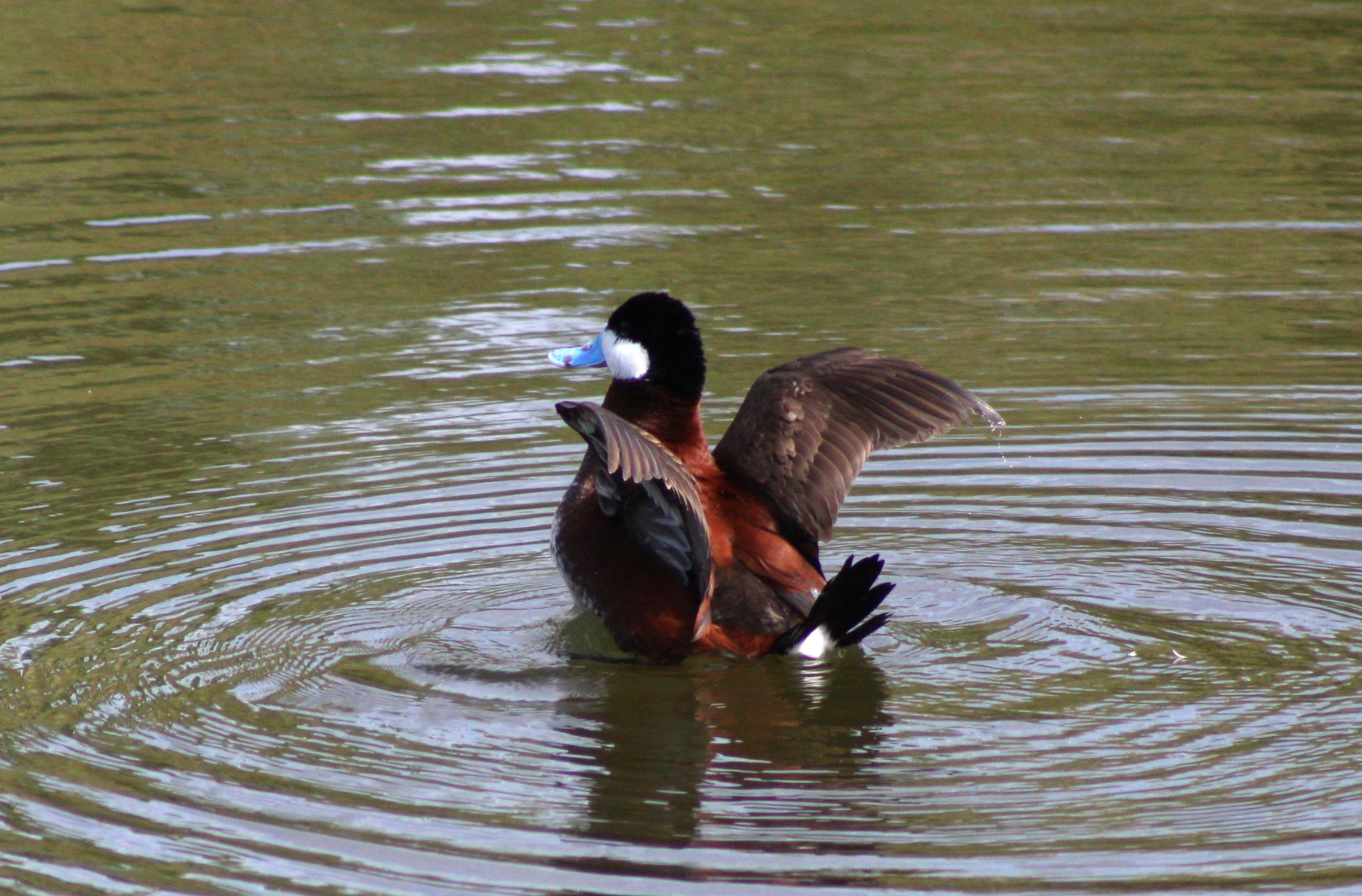 Ruddy Duck (Henderson, NV)