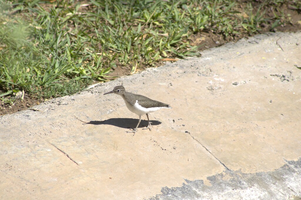 Spotted Sandpiper (Las Vegas, NV)