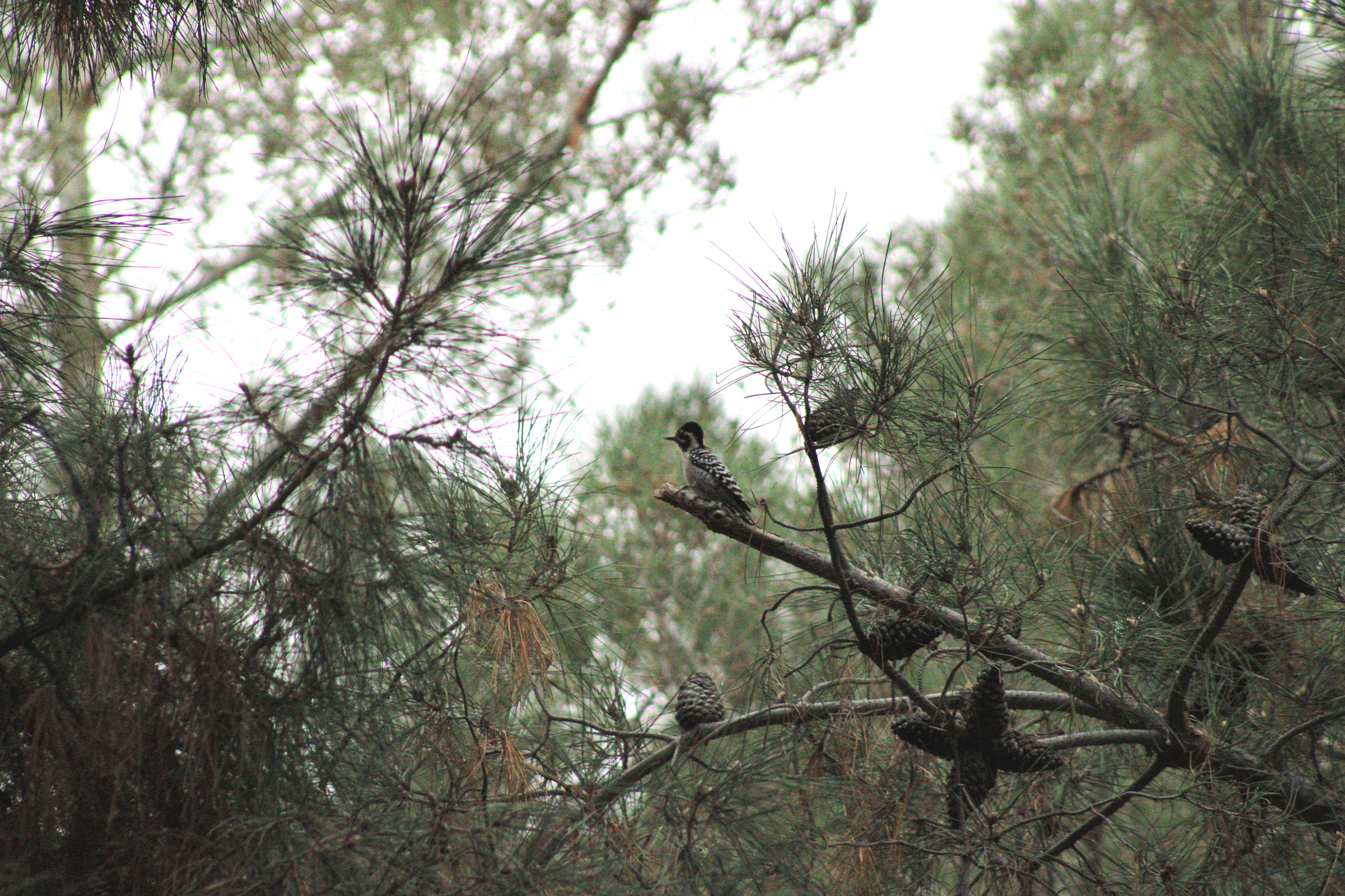 Ladder-backed Woodpecker (Las Vegas, NV)